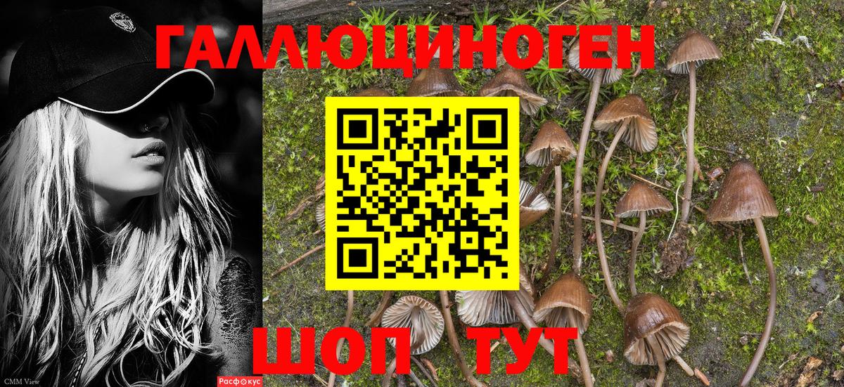 Галлюциногенные грибы Psilocybe Якутск